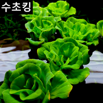 수초킹 키우기 쉬운 초보수초 목련물배추 (부상수초), 3개