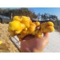 22년 국내산 세척 생강 1kg 영주 봉화 생강, 세척생강