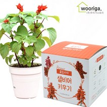 우리가스토리 미니화분키우기 꽃 화초 공기정화식물 새싹 허브 텃밭 코스모스 안개꽃, 1팩, 꽃집사_샐비어