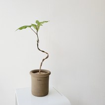 제이의정원 황칠나무 감성 반려식물 인테리어식물 플랜테리어, 식물만