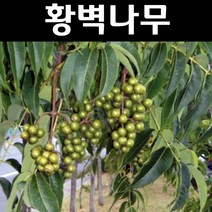 황벽나무 묘목 실생2년 뿌리 특묘 3개/특용수/약용수
