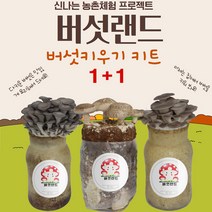 1+1 버섯랜드 국내산 버섯키우기 체험키트 느타리 표고버섯 체험농장 홈가드닝 유치원 관공서 복지관, 고기느타리버섯, 느타리버섯
