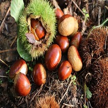 지리산 하동알밤 찐밤 생밤 옥광밤 깐밤 햇밤 에어프라이어군밤 2kg 산지직송, 알밤 왕2kg