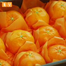 제주 레드향 고당도레드향 가정용 선물용, 레드향 5kg 선물용 중대과(10~24과 내외)