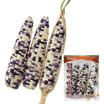 팜한농 점백이맛찰 옥수수씨앗 100립