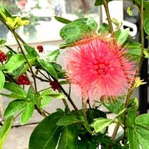 묘목 자귀나무(스리랑카) 7치화분 kks343