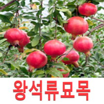 (성실G)슈퍼왕석류묘목(삽목1년) 2그루