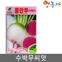 홍안무씨앗 100립 수박무 과일무 씨앗, 홍안무(수박무), 홍안무(수박무)
