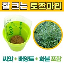 로즈마리 씨앗 로즈마리 새싹 키우기 로즈마리 나무 씨 모종 심기 키우는법 향기나는 식물