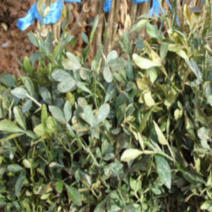 (G소망)탱자나무 묘목 (키 약120-150센치) 2그루