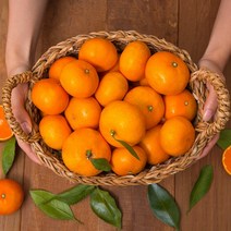 제주 하우스감귤 2.5kg 대과, 1박스