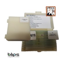 BLIPS 샘플슬라이드 곤충 15 현미경렌즈 광학렌즈 디지털렌즈 생물현미경렌즈 스마트폰현미경렌즈 microscope lenz