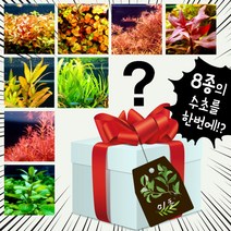 [미초] 튼튼하고 키우기 쉬운 초보 수초 세트 8종 고급수초포함(총 24촉) / 초보자 수초 / 수초 세트 / 구피 수초 / 치어 수초