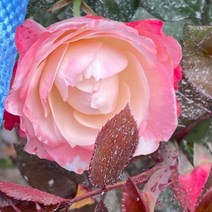 목하원예조경 장미나무 묘목 고급 사계장미 땅장미 정원장미 (복합색 핑크계열) 개화주 망포트