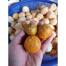 제주 영귤 산물 영귤차, 30g