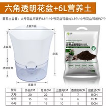 마카롱 안스리움 와로쿠아넘 몬스테라알보 다육이 저면관수 화분 물 저장 화분 정리 투명 화분 물고기와 27, 육각형 화분 6l 영양토, 큰