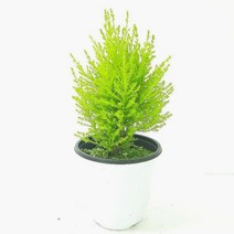 가재울커머스 율마 중 실내 공기 정화식물 청정식물 키우기 기쉬운식물 습도올리기 물주기 백량금 9038405834ea, gajae943 본상품선택