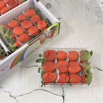 [산지직송] 생 딸기 달달한 하우스 설향 딸기 (대)사이즈, 500g 2팩