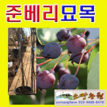 (D소망)준베리(발레리나)묘목 화분(대) 결실주 1그루