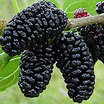 [새싹에서 나무까지] 슈퍼왕오디 접목1년 _왕오디_뽕나무묘목