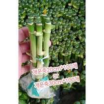 개운죽-20cm100개 또는 30cm100개/만년청 대표적인 공기정화식물, 20cm100개