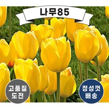 (나무85) 튤립 5종 시리즈, 5. 로날도 (10개묶음)