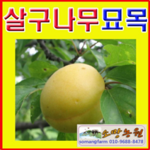 (D소망)왕살구나무(하코드)접목3년(분)1그루 결실주