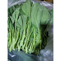 카나 동남아시아채소 카나Chinese broccoli카나(KANA)(GAILAN), 카나 1kgខាត់ណាដើមผักคะน้าcải làn