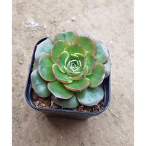 행복한꽃순이//롱기시마