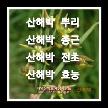 산해박종근 40주 산해박모종 산해박씨앗재배