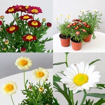 목마가렛 꽃모종 소품 야생화 국화 관엽식물 플랜테리어 가을 마거리트 화분 실내화초 마이플랜트, 노란색