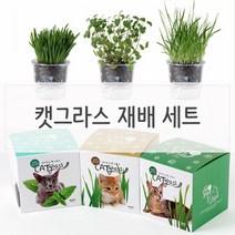 [KT알파쇼핑]키우기쉬운 고양이풀 캣닢 재배 투명화분 세트, 캣닢_W28EB7B