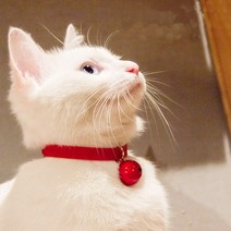 고양이 왕방울 목걸이 반려묘 방울목걸이, 왕방울 벨벳 - 레드 M