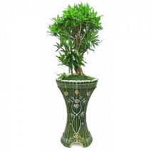 자마이카 (g_141)[개업화분/축하/사무실이전]