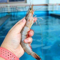 신일수산 국내산 자연산 대하 1kg [맛보장] 급속냉동, 자연산 대하1kg 30미내외, 1개