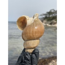 동해안 백고동 골뱅이 소라 1kg 당일조업 산소배송 13900원, 1개, 소소1kg(50~70미)