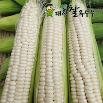 [발송중]2023년 햇달고나 프리미엄초당/괴산대학찰 옥수수, 생물  햇괴산대학찰옥수수 선물용 20개/최상품