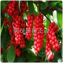 목하원예조경 오미자 나무 묘목 (2년생특묘) 20주묶음