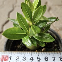 석화화분 꽃 키우기 사막의장미 키우기좋은 식물, 1개