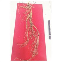 [미미사몰] 백두산 명품특산물 임하삼 산삼 15년 17년 18년-25년 부모님 효도선물 산양산삼 장뇌삼 NO 3 5 10뿌리 한세트, 5뿌리, 18년-25년(특급) 한세트