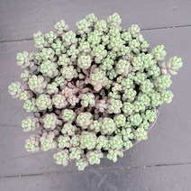 꽃다리 희성미인 66 다육식물 다육이 아이만배송, 1개