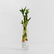펫플랜트 개운죽 수경재배식물 세트 인테리어 공기정화 식물 천연가습기, 개운죽 3p + 투명미니 화병 + 흰돌(종이컵1/2컵)