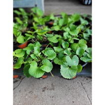 병풀 호랑이풀 약초 생병풀 소품 10~20cm 49