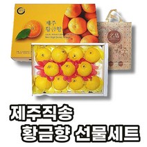 선제이피지 제주 직송 황금향 선물세트 꽉찬 과육 숙성, 5kg(선물박스)