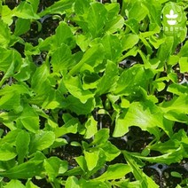 리틀플랜트 청로메인 모종 5개 로메인모종 쌈채소 채소모종 텃밭