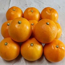 백화점용 설날 구정 만감류 선물세트 한라봉 천혜향 레드향 과일세트, 백화점용 천혜향선물세트 3kg(취소불가)