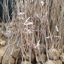 감나무(대봉) 5년생 결실주 1주, 본상품선택