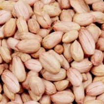 국산 땅콩 곡물 콩류 씨 종자 품종 식물 씨앗 20g 열매 종묘사 _ 22092786EA, 쿠팡 자비샵 본상품선택