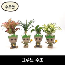 [수초몰] 미니 그루트 수초 / 초보수초 구피 어항, 미니그루트+핑크스타