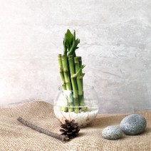 플랜트스토리 실내공기정화식물 수경재배 DIY 세트, 1세트, 개운죽(소)